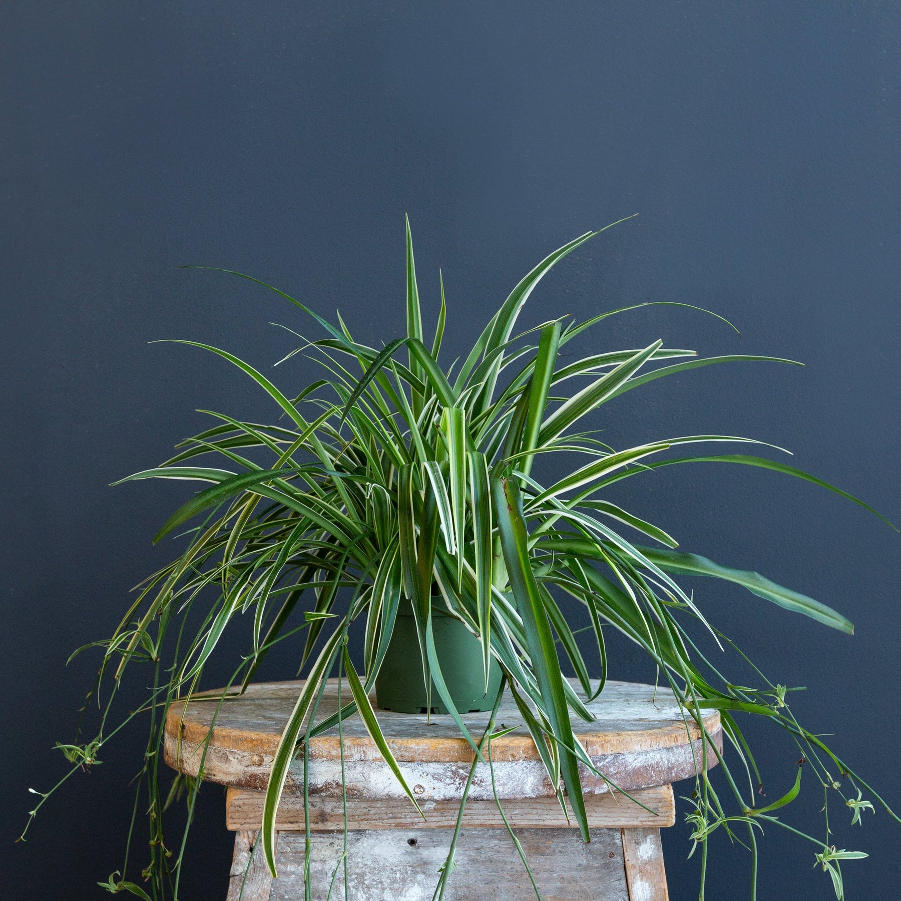 reverse variegated spider plant care Spider Plant (Chlorophytum 'Reverse') – Rolling Greens