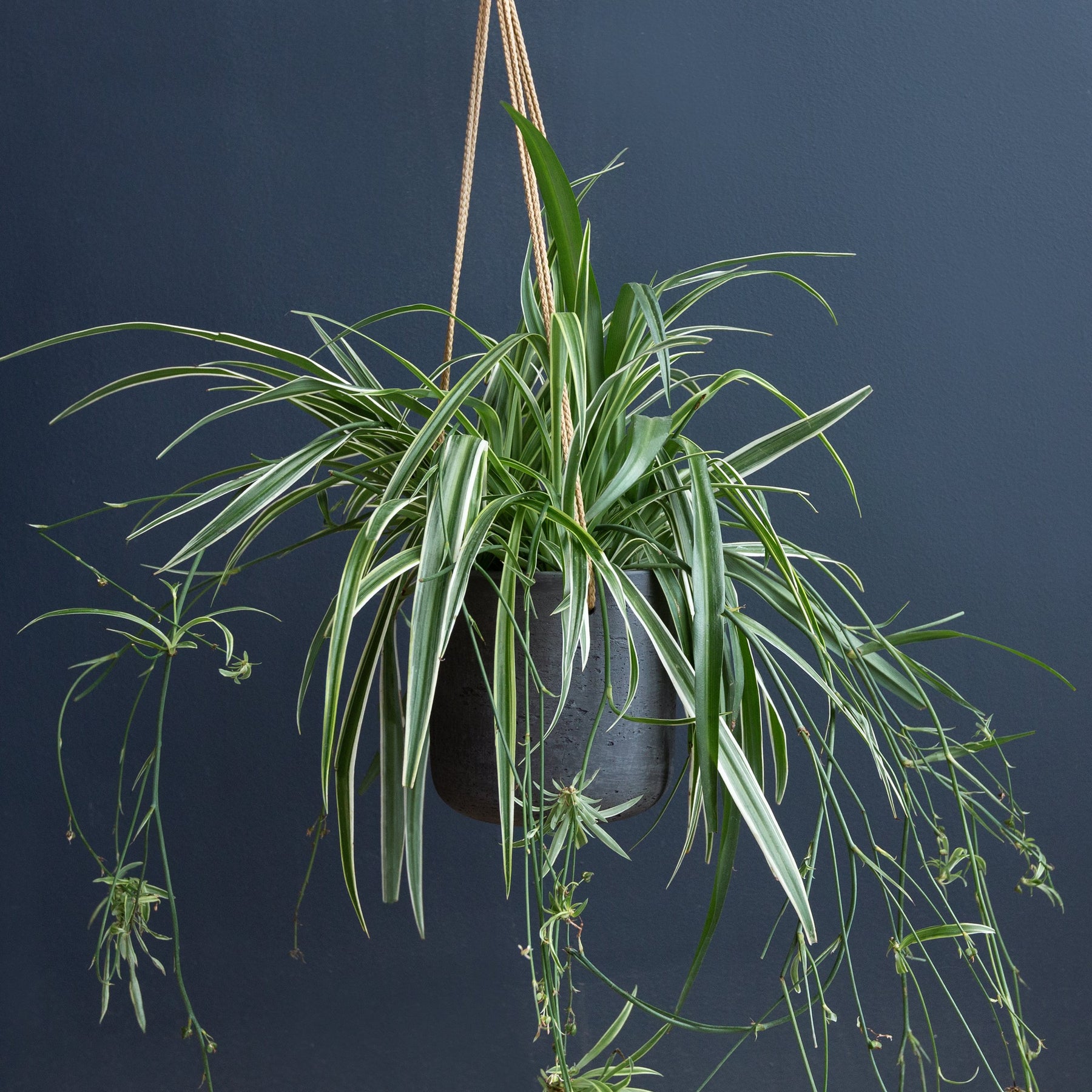 Spider Plant (Chlorophytum 'Reverse') – Rolling Greens