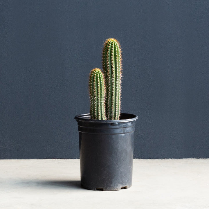 Trichocereus Cactus Plant Only 