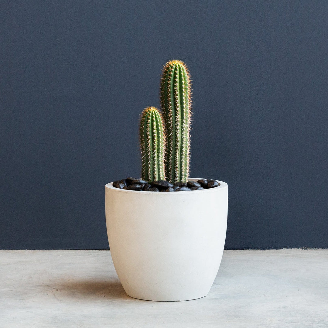 Trichocereus Plant 