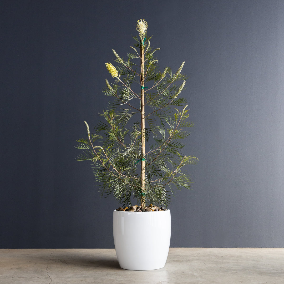 Grevillea Moonlight Plant 