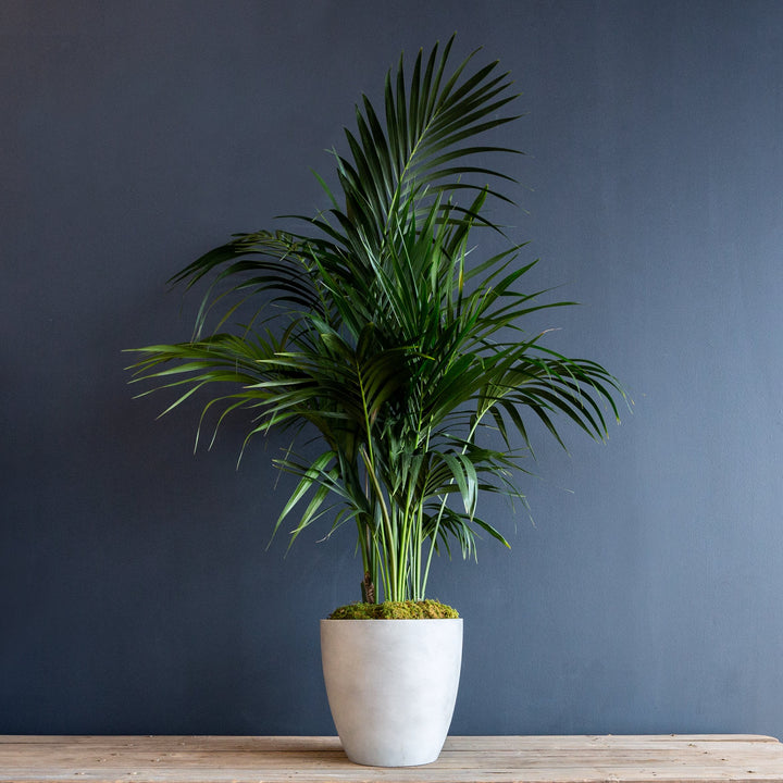 Large Indoor Plants  Rolling Greens