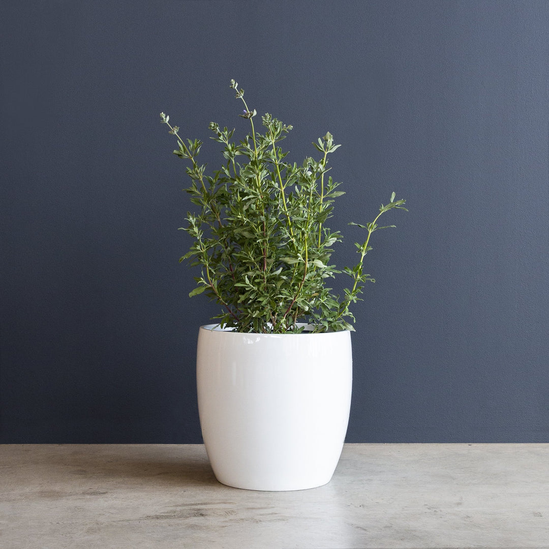 white sage indoor plant Sage (Salvia clevelandii) – Rolling Greens