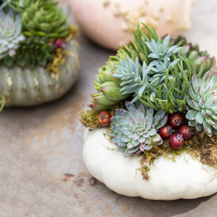 Live Succulent Pumpkins Pre Order White Pumpkin